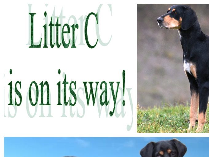 We proudly present the parents of our upcoming litter